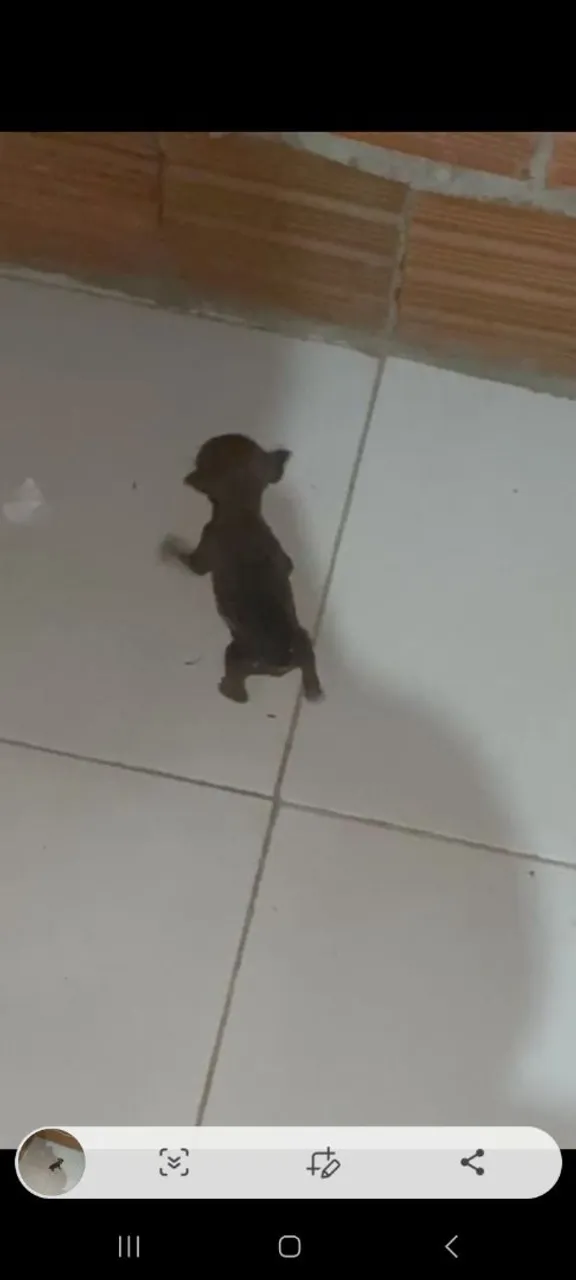 Pinche n1 com zero resta um com zero legitimos