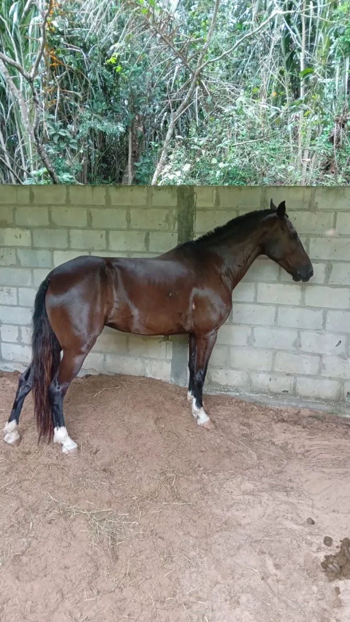 Égua Marcha Picada  - Foto 3