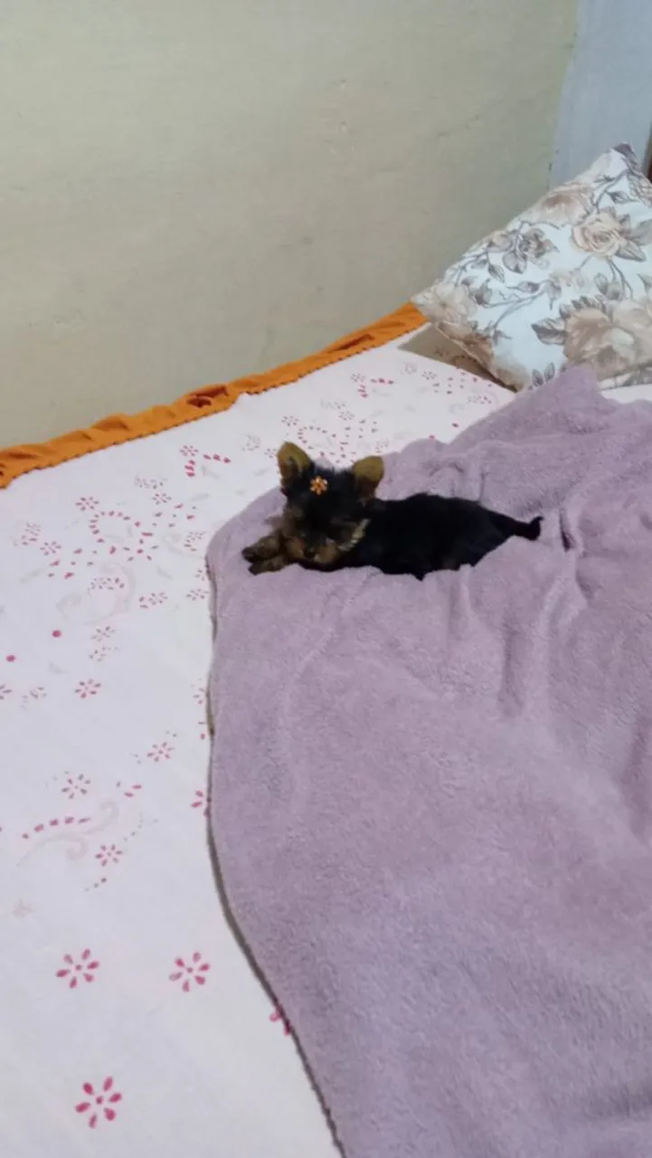 Filhote de Yorkshire Terrier para adoção