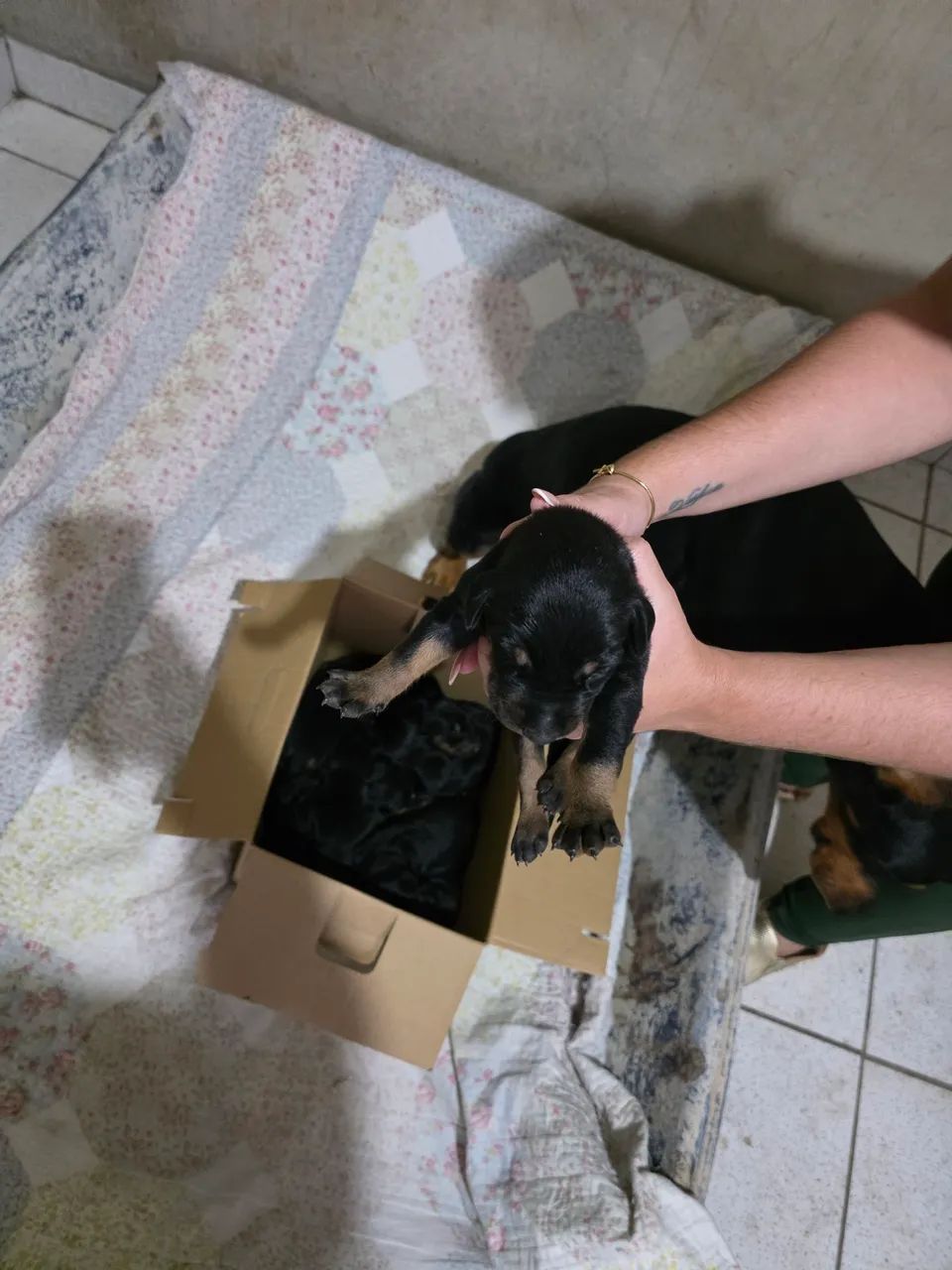 Filhotes de Dobermans Originais (Pedigree) - Foto 2