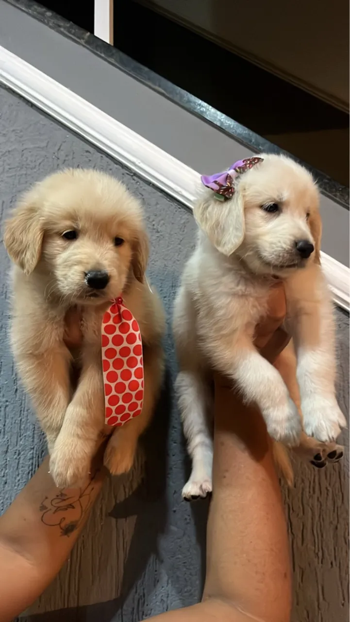 Filhotes Golden Retriever Lindos e Fofos!
