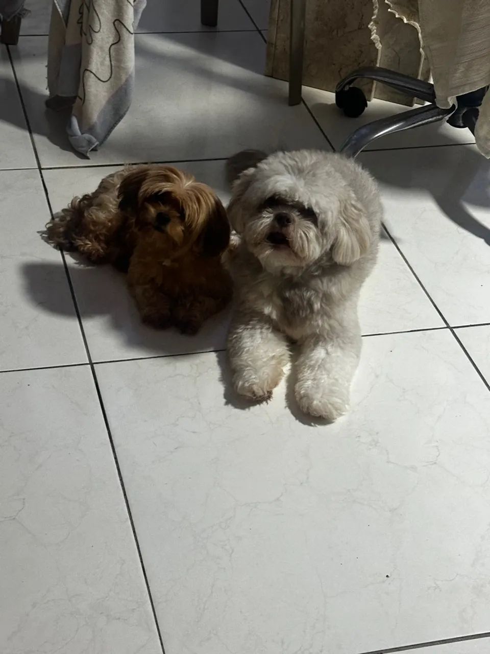 Vendo filho te lhasa apso  - Foto 2