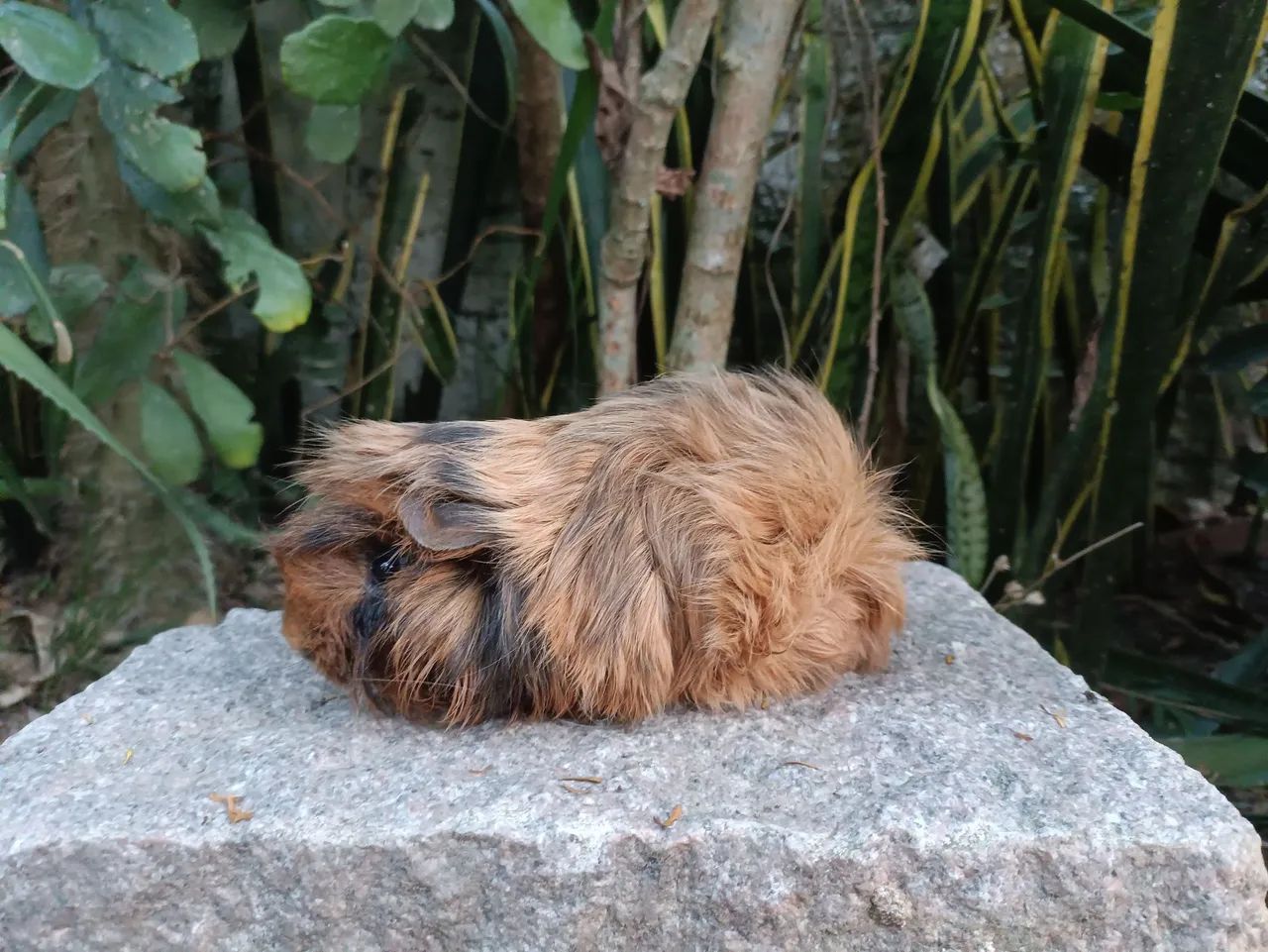 Porquinhos da índia  - Foto 5