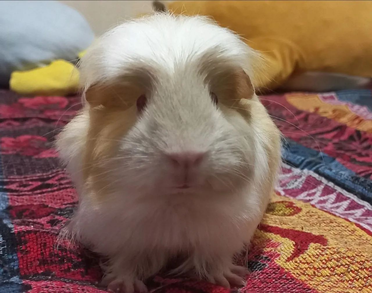 Doa-se porquinha da Índia coronet - Foto 2