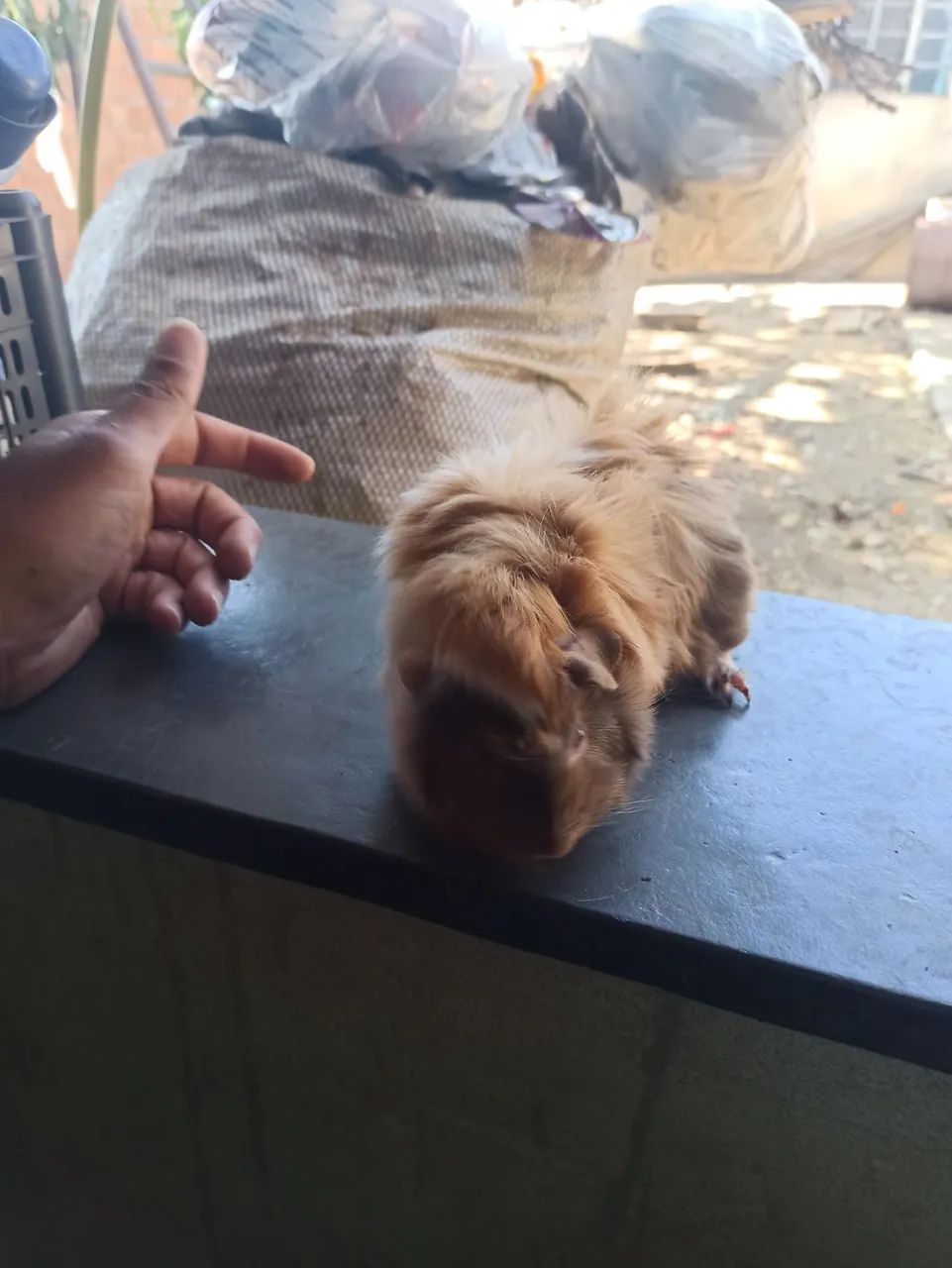 Porquinho da índia peruano64276689012225122