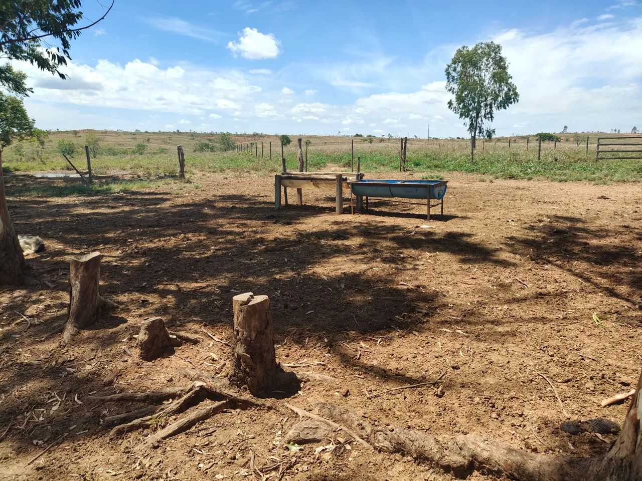 FAZENDA COM 100HECTARES PLANA, ÓTIMO PREÇO!! - Foto 4