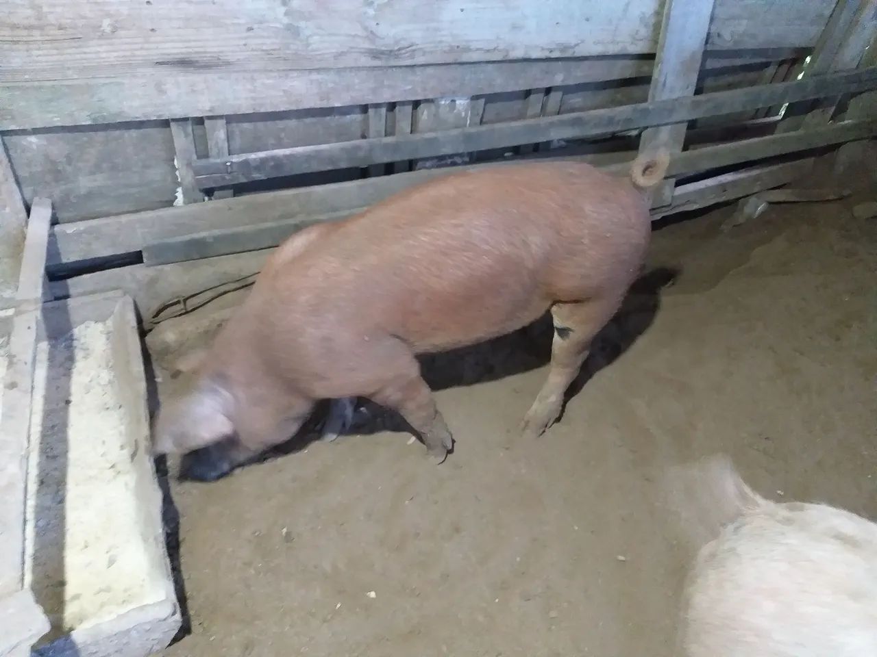  1Porco reprodutor  para venda - Foto 2