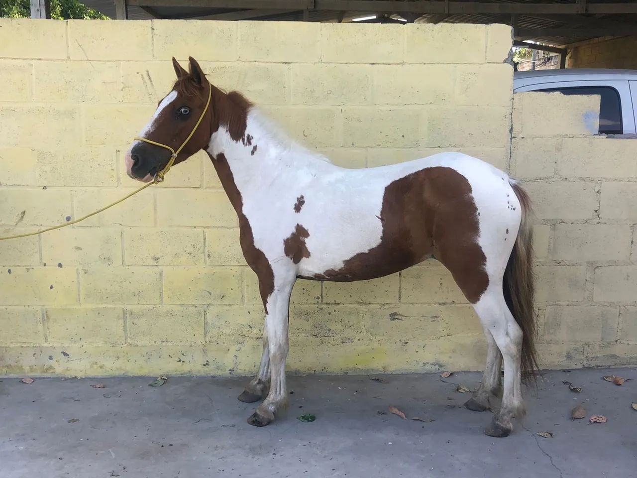 Piquira pampa de castanho /Picado - Foto 3