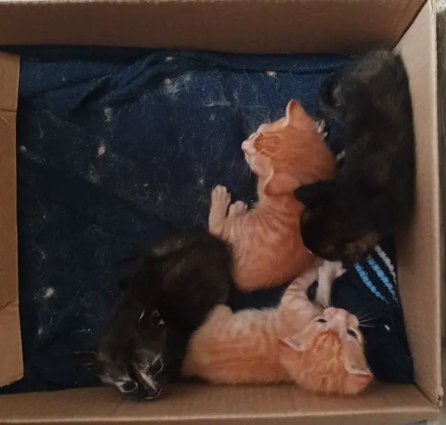Gatinhos para adoção.