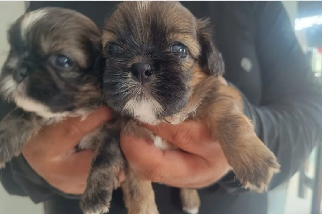 Vendo Filhotes Shih Tzu Fêmea 