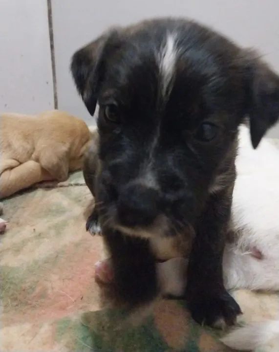 Filhotes(fêmeas)sem raça definida retirar nações 1 fazenda rio grande  - Foto 4