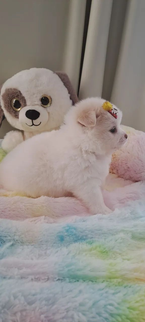 Filhote Chihuahua + Lulu da Pomerania  - Foto 5