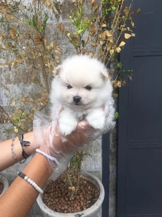 Spitz Alemão machinho com 57 dias na cor branca com vacina padrão anão -Alberto