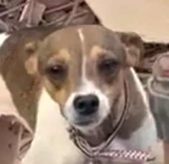 Filhote Jack Russel Terrier para adoção