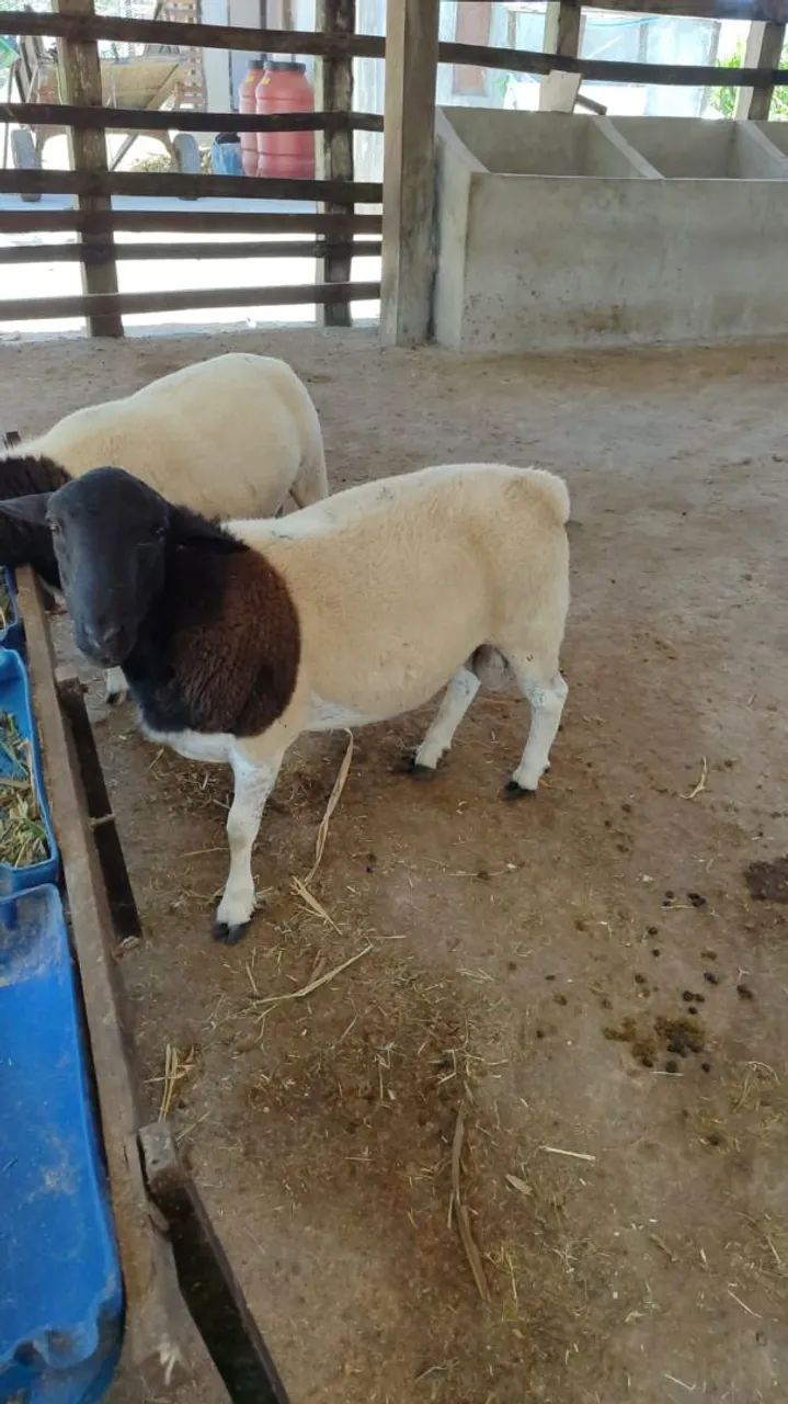  Vende se Carneiro doper - Foto 3
