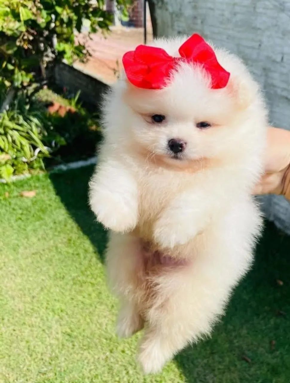 Filhote de Spitz Alemão Anão (Lulu da Pomerânia)