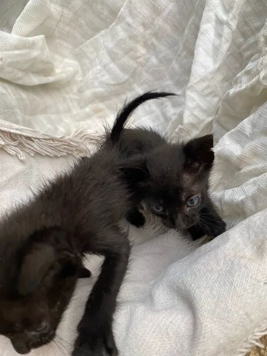 Gatinhos para adoção! - Foto 6