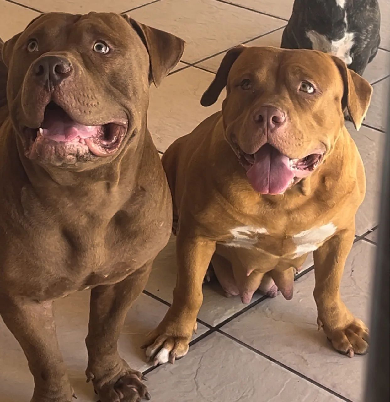 Filhote de Pitmonster- Fofo e Brincalhão - Foto 2