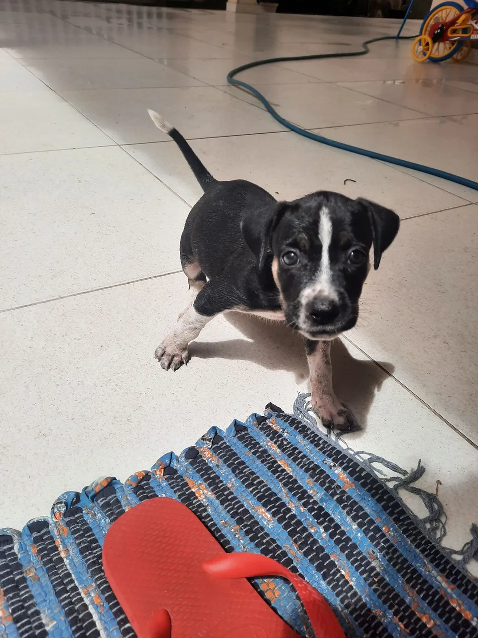 Filhotes de vira lata para adoção