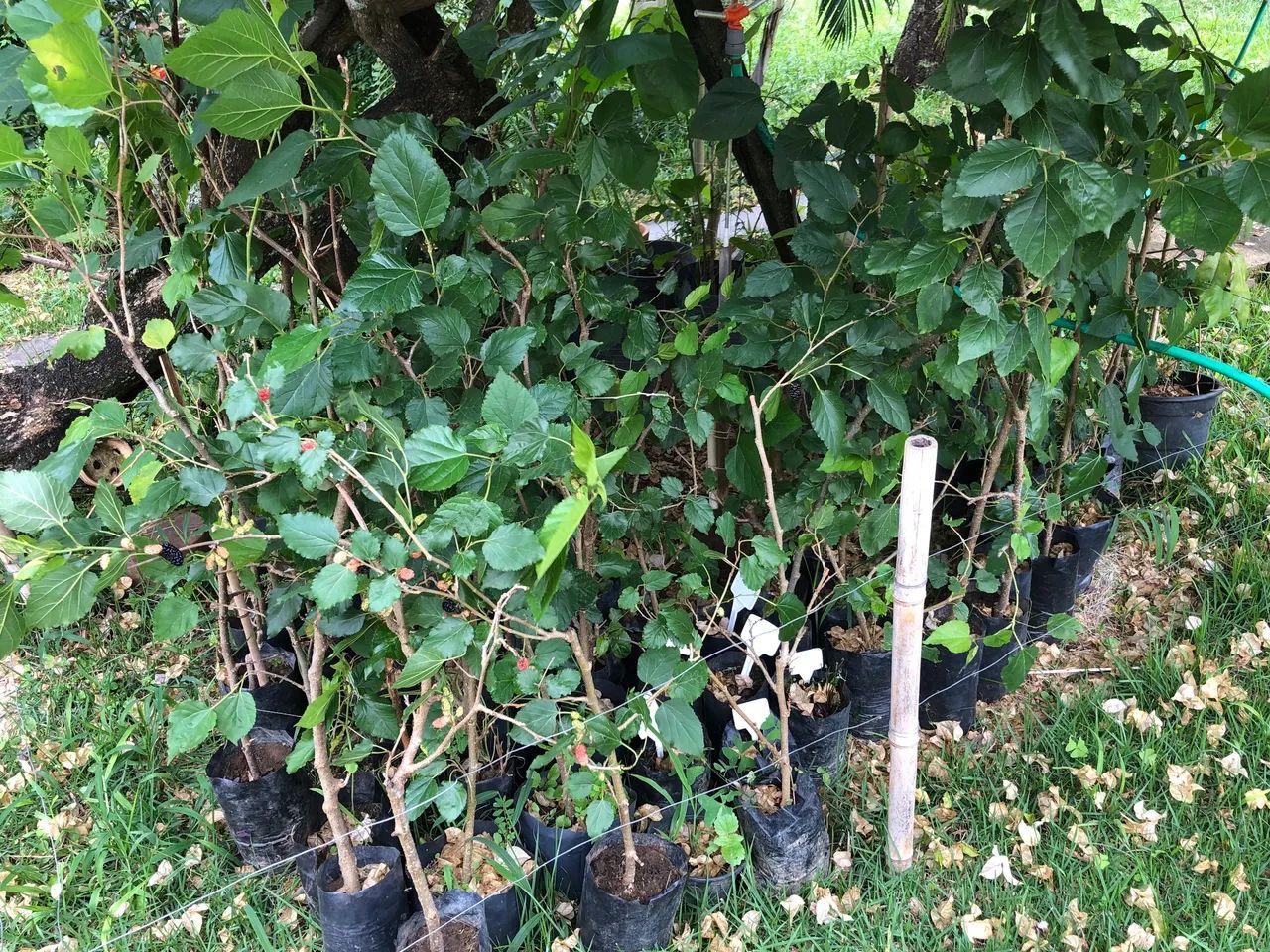 Mudas de amora gigante produzindo árvore frutífera de porte médio amoreira - Foto 3