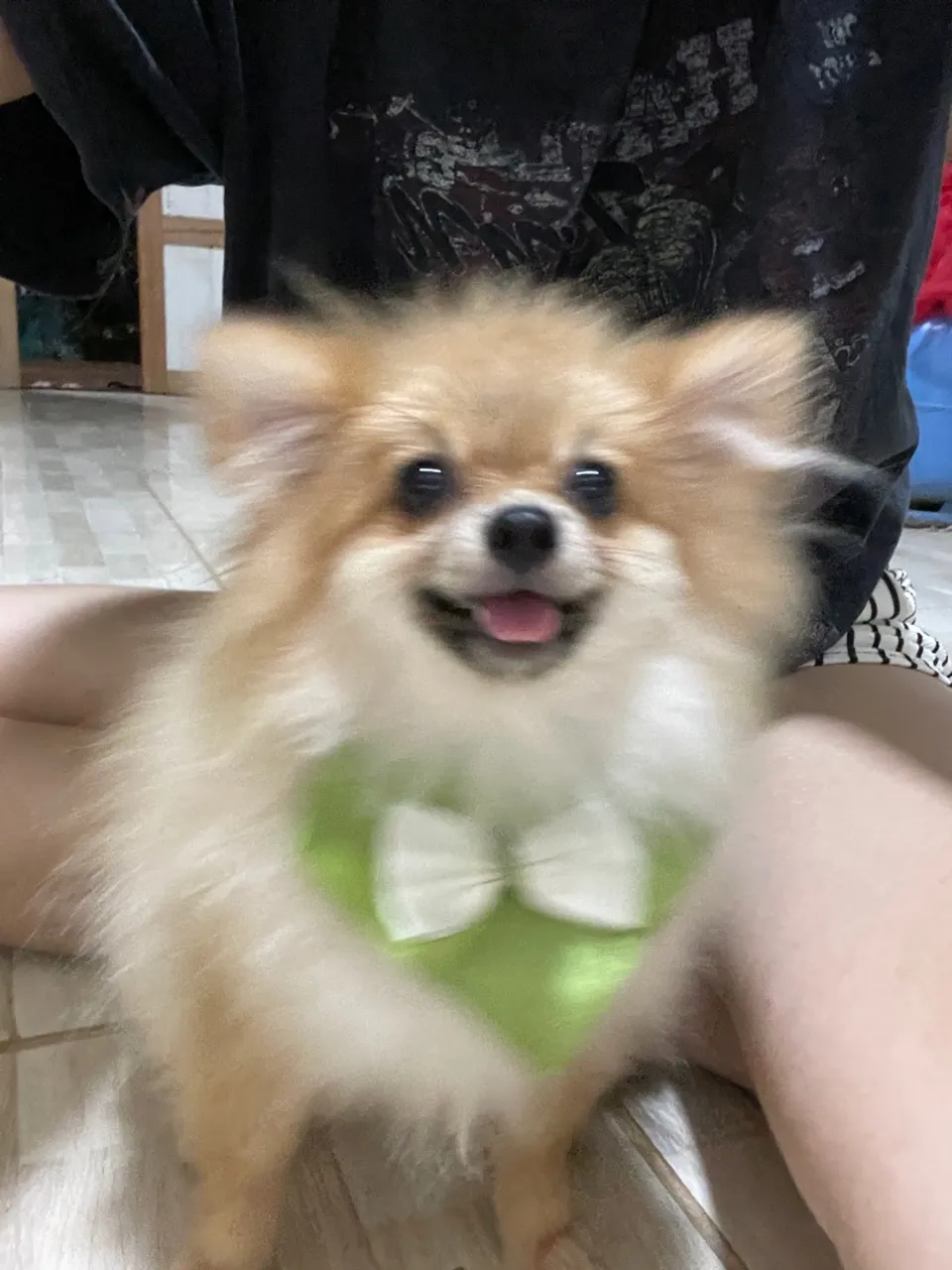 Cruza Lulu da pomeria anao