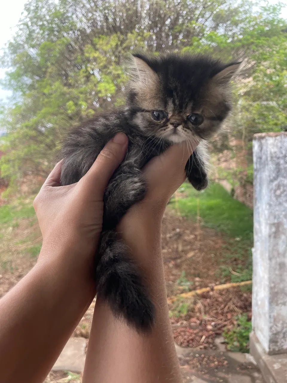 Gato persa 64276928973697122