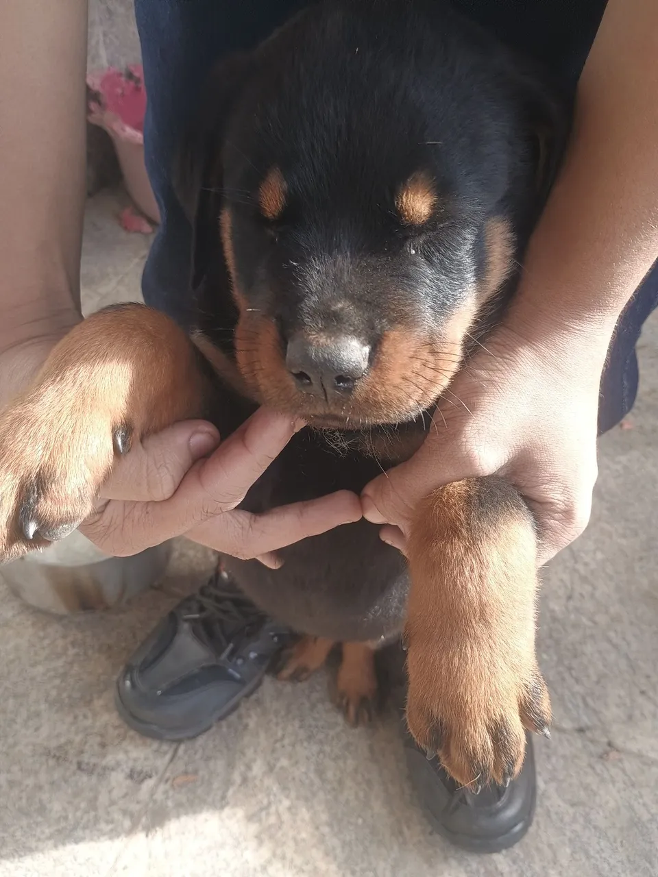 Filhote de Rottweiler cabeça de touro já com a primeira dose da vacina !