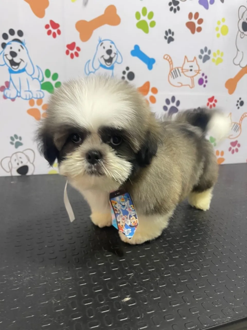 Shih Tzu