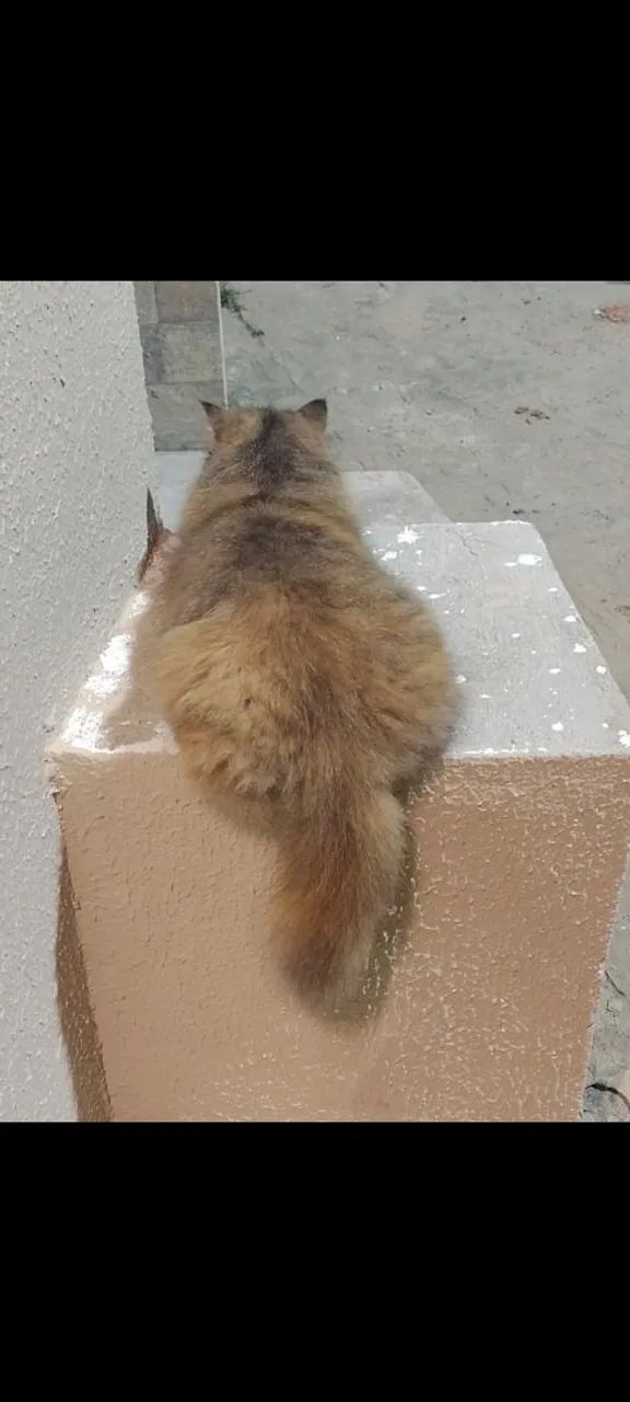 Gatinha persa disponível para adoção - Foto 3