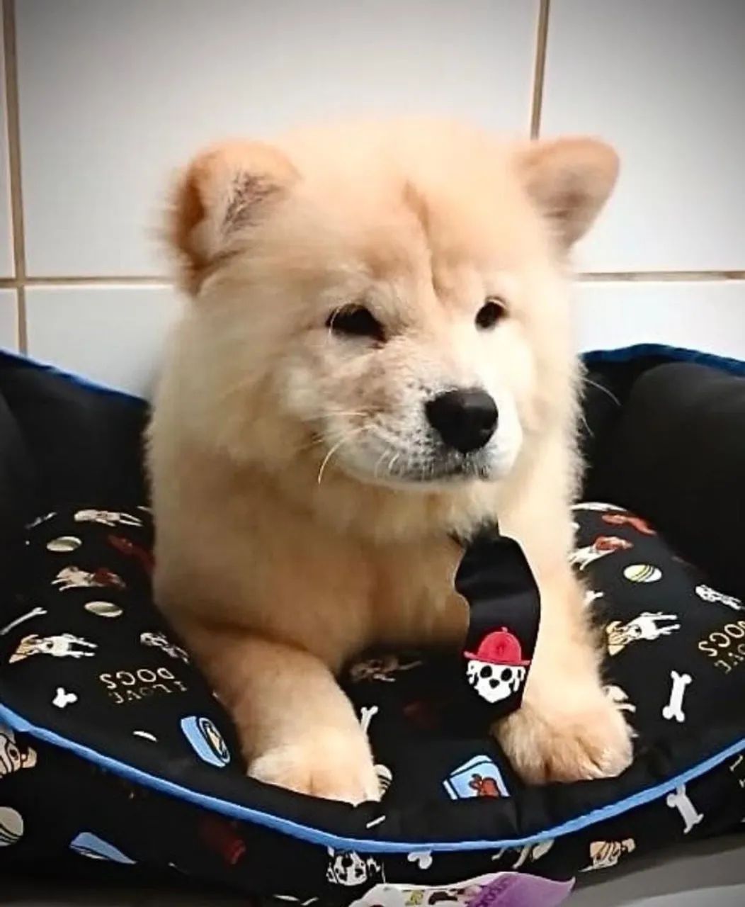 Chow Chow filhote macho lindo