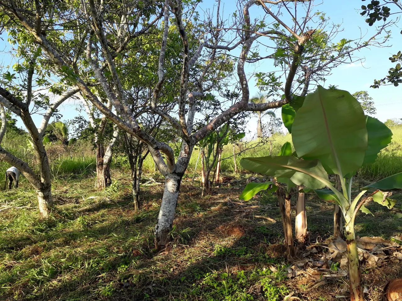 Vende se sítio  - Foto 13