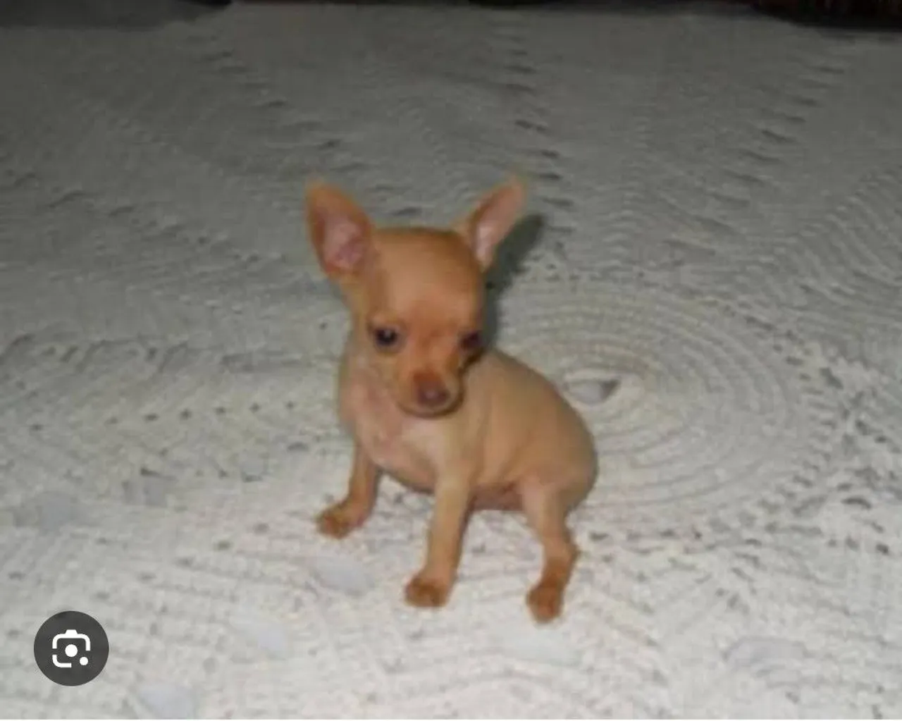Procuro filhote de cachorro Pinthier número 1 ou 2 par comprar valor até 300 reais