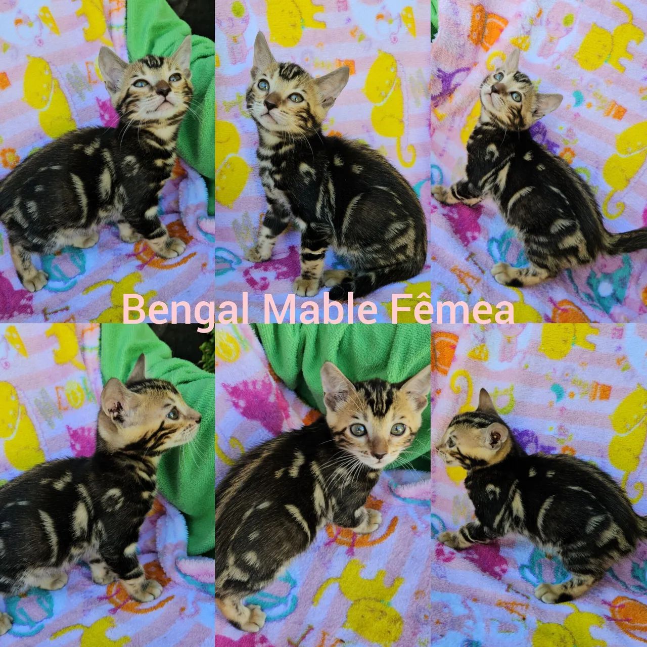 Filhotes de Bengal Fêmea 