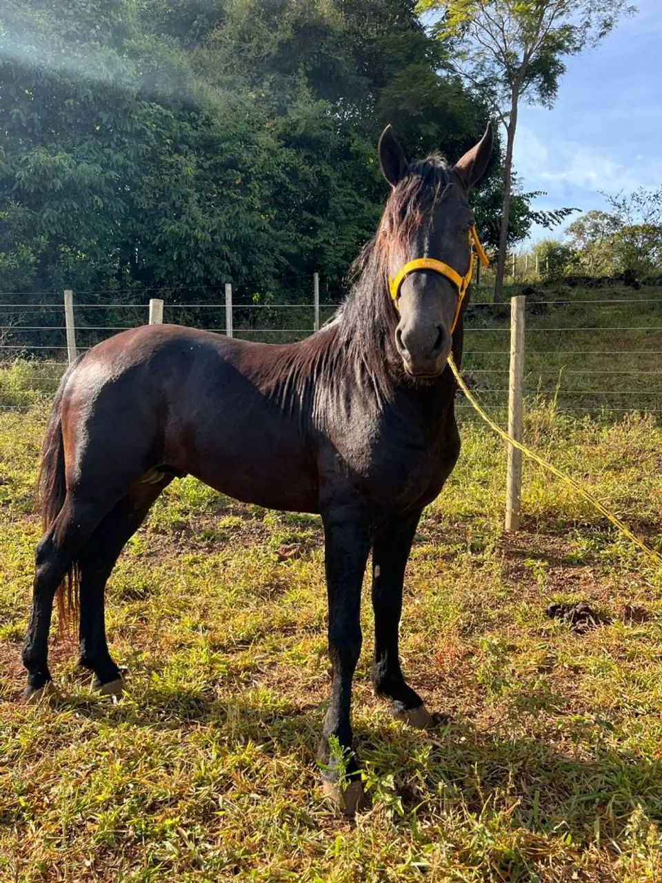 CAVALO GARANHÃO MANGALARGA REGISTRADO