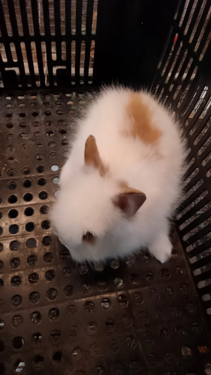 Mine Lion
