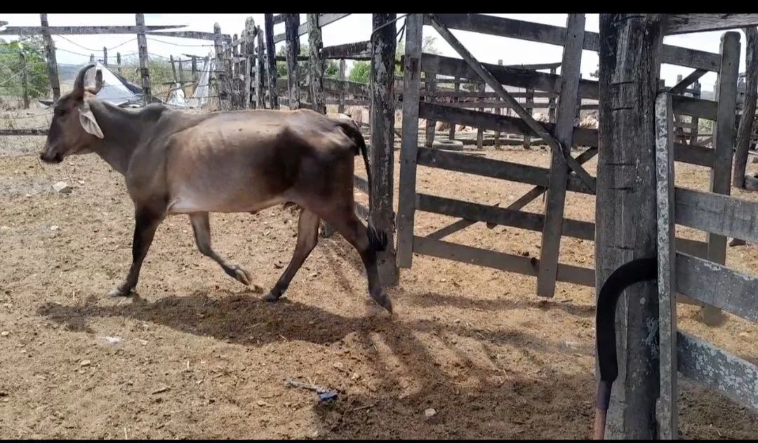 4 vacas e 1 bezerro pra vender logo - Foto 3