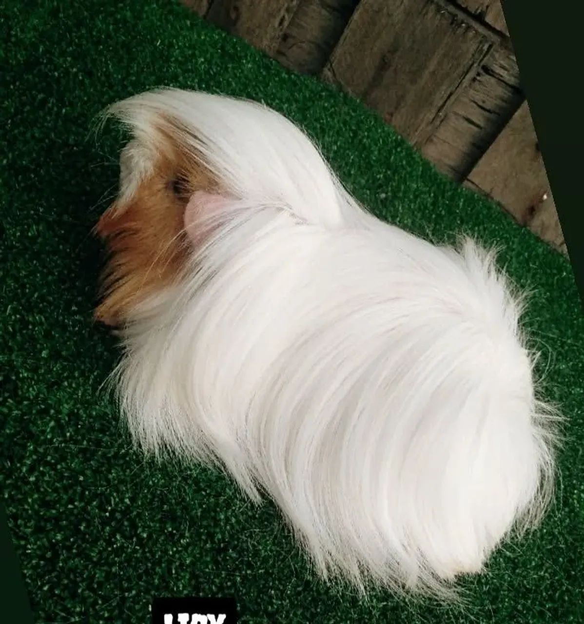 Porquinho da Índia Peruano