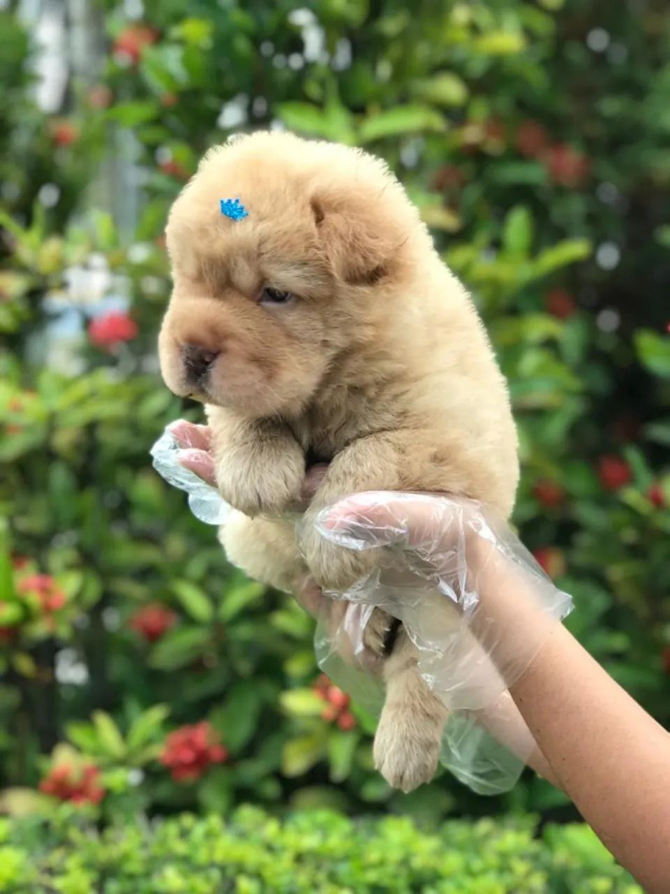 Shar pei, só pra aqueles que buscam uma raça selecionada   - Foto 2