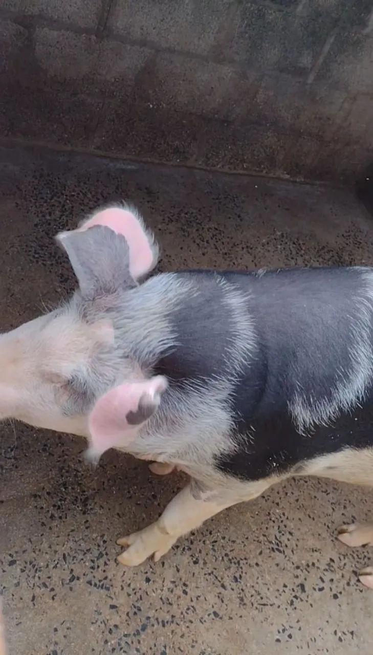 Porco caipira novo limpo