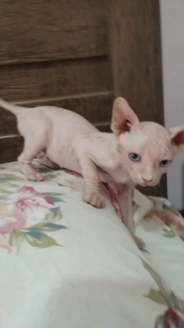 sphynx macho 