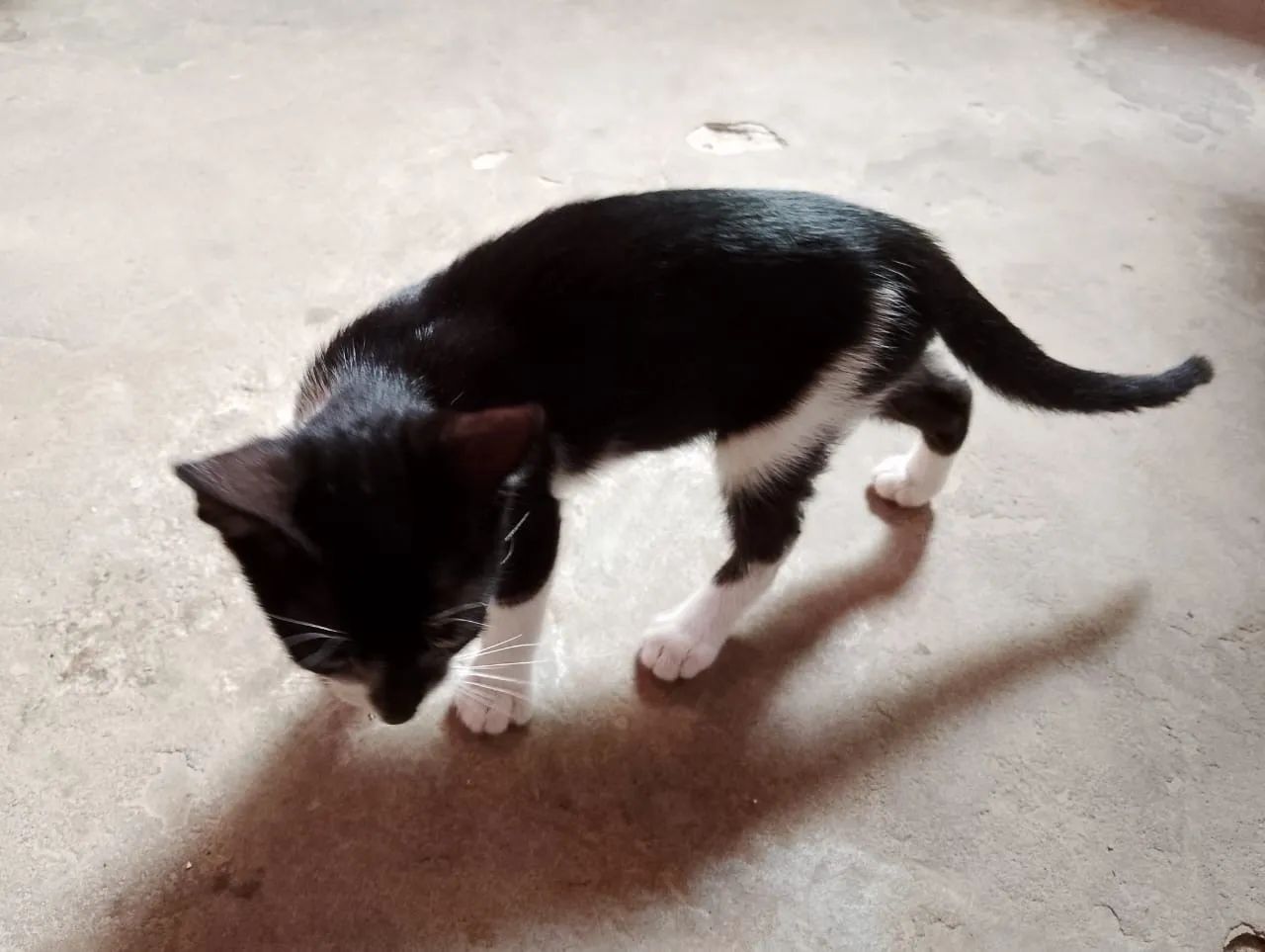 Gatinho preto e branco