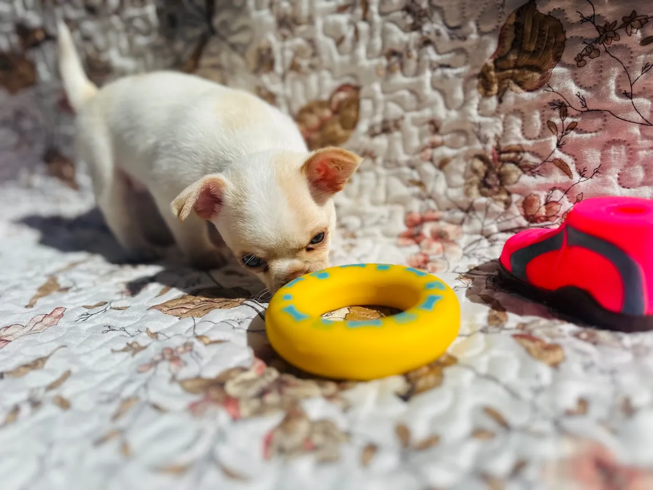 Filhote de Chihuahua macho Olhos azuis *linhagem importada 