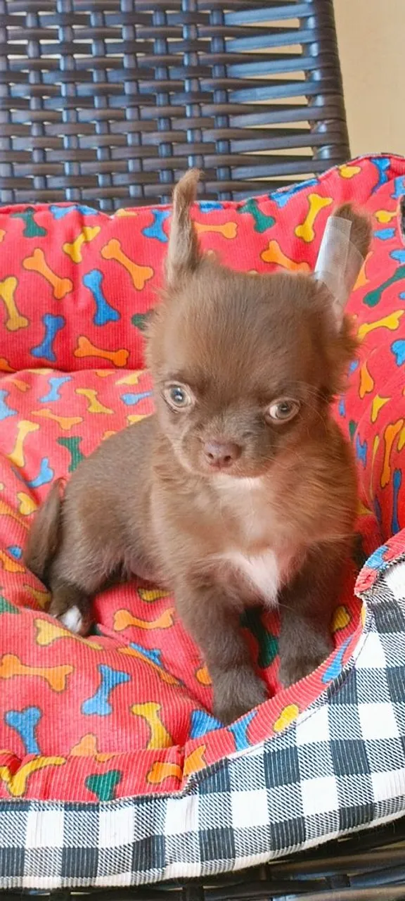 Lindo machinho chihuahua (PL) na cor chocolate disponível