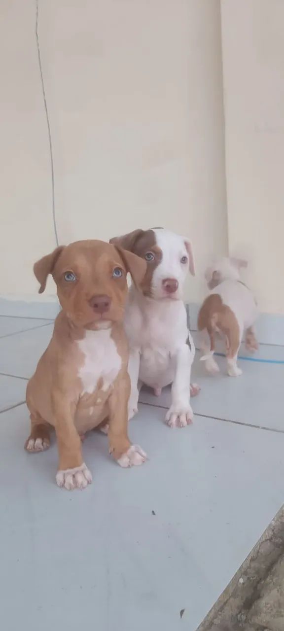 Filhote Pitbull de 45 dias  - Foto 5