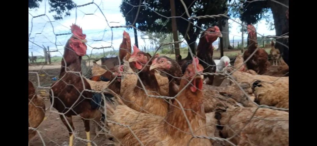 Vendo galinha melhorada e frango caipira em Abadia de Goiás  - Foto 4