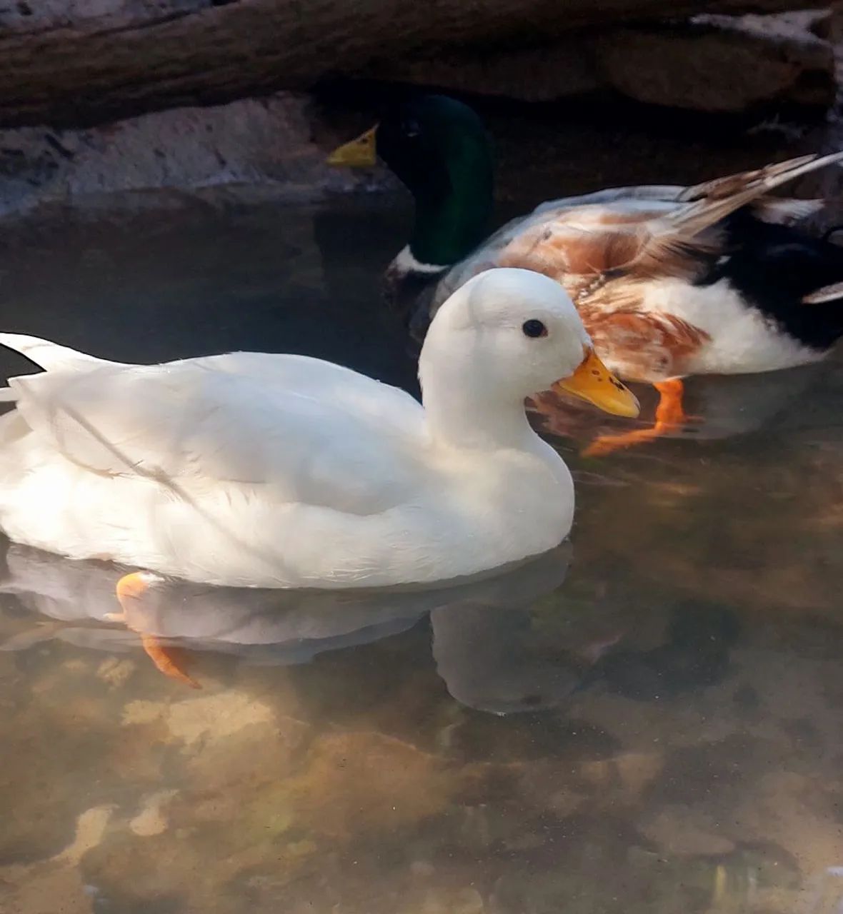 Aves a venda - Foto 2