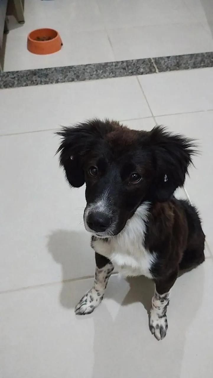Vira lata com border collie