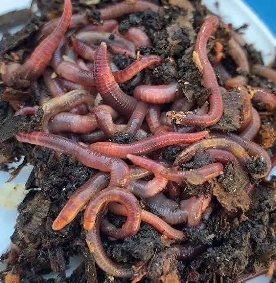 Minhocas para compostagem