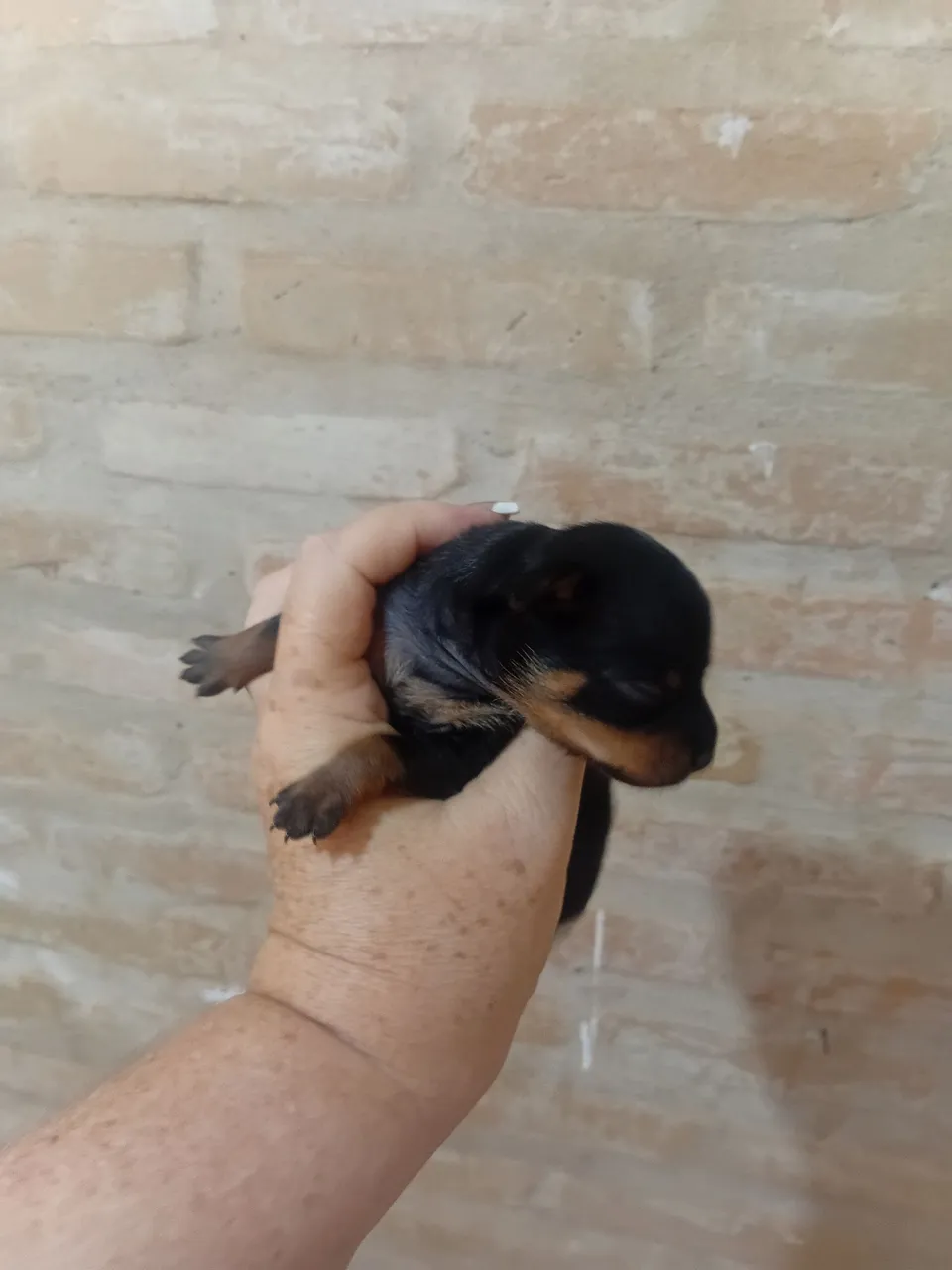 Filhote de Pinscher fêmea