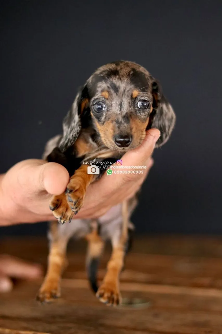 Filhote de Dachshund Arlequim